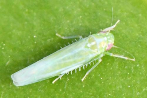 Réf. 297 828 : Empoasca vitis